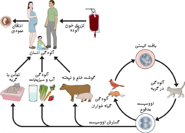 عفونت توکسوپلاسموز را بیشتر بشناسیم